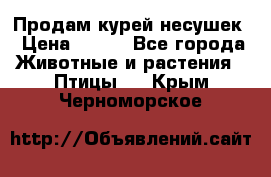 Продам курей несушек › Цена ­ 350 - Все города Животные и растения » Птицы   . Крым,Черноморское